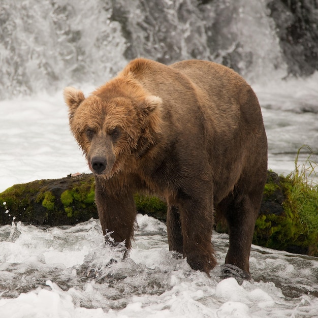 Un ours brun debout dans la rivière