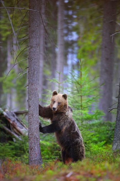 Ours brun debout sur les pattes arrière par arbre en forêt