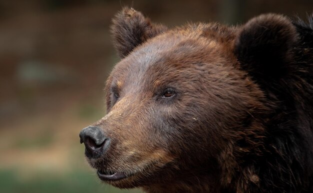 L'ours brun du Kamchatka