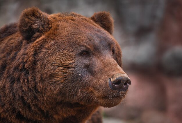 L'ours brun du Kamchatka