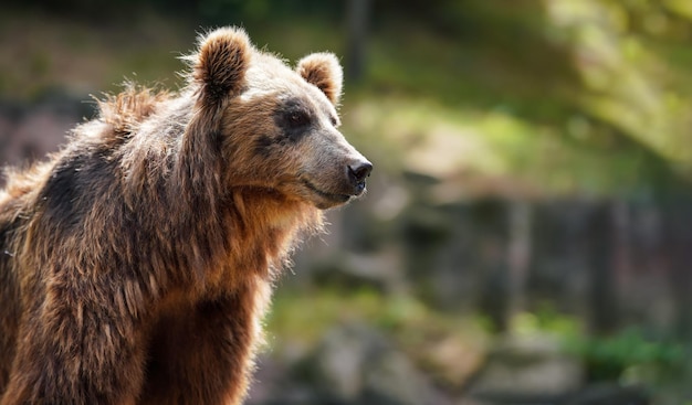 Ours brun du Kamtchatka - Ursus arctos beringianus - gros plan sur la tête, le soleil brille sur la fourrure, arrière-plan flou