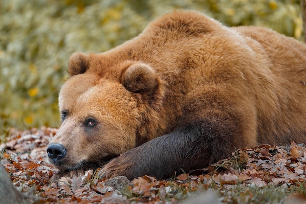 Ours brun du Kamtchatka