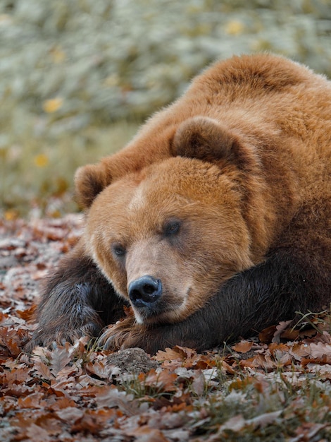 Ours brun du Kamtchatka