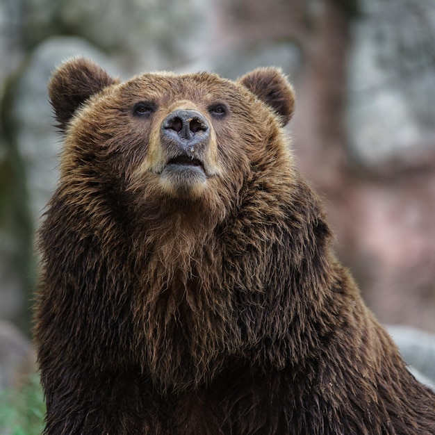 Photo ours brun du kamtchatka