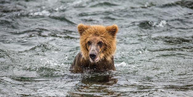 L'ours brun est assis dans la rivière. ETATS-UNIS. Alaska. Parc national de Katmai.