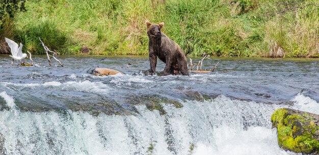 L'ours brun est debout dans la rivière dans le parc national de Katmai, Alaska, USA