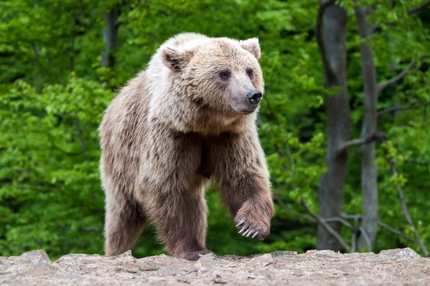 Ours brun européen dans une forêt. Animal sauvage dans l'habitat naturel