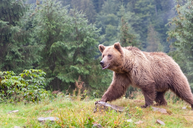 Ours brun (latin Ursus Arctos) dans la forêt sur fond de faune.