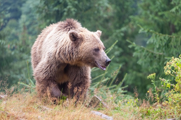 Ours brun Latin Ursus Arctos dans la forêt sur fond de faune