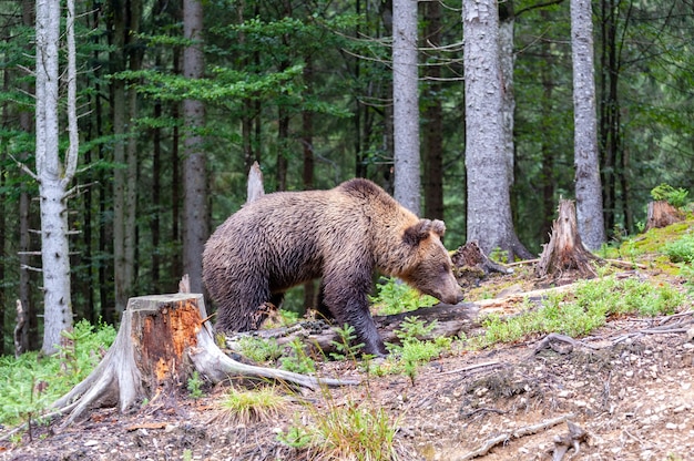 Ours brun (Latin Ursus Arctos) dans la forêt sur fond de faune.