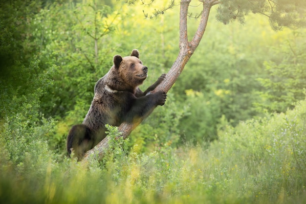 Ours brun majestueux grimpant sur l'arbre dans la nature estivale.