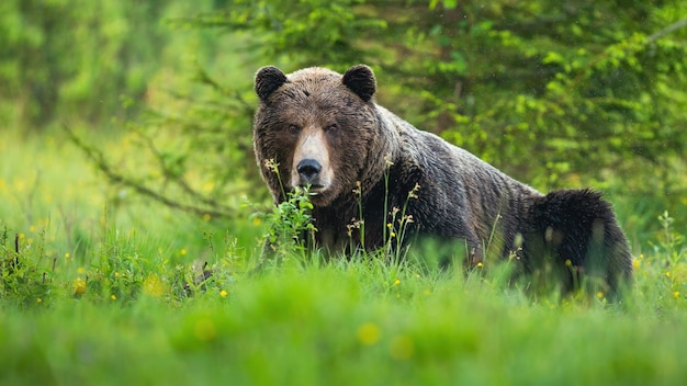 Ours brun mâle regardant en caméra sur une prairie au printemps avec arbre vert derrière