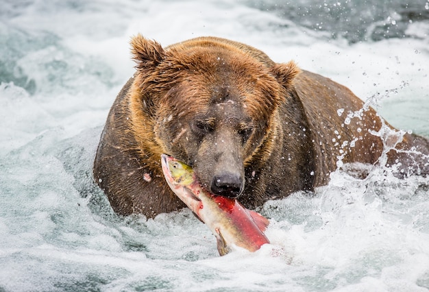 L'ours brun mange du saumon dans la rivière