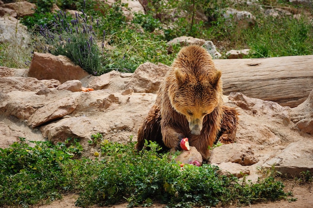 Ours brun mange une pomme