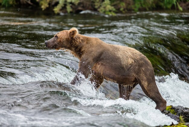 L'ours brun marche le long de la rivière. ETATS-UNIS. Alaska. Parc national de Katmai.