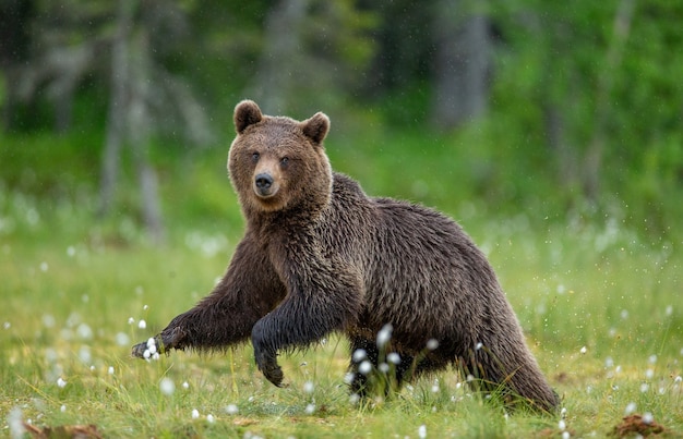 L'ours brun marche à travers une clairière de la forêt