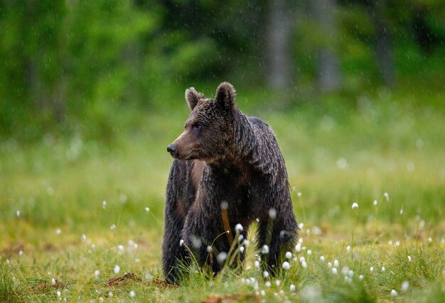 L'ours brun marche à travers une clairière de la forêt