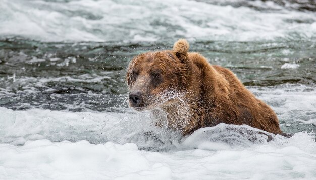 L'ours brun nage dans le lac dans le parc national de Katmai, Alaska, USA