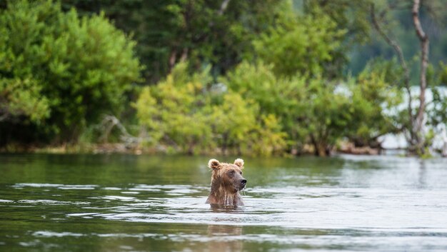 L'ours brun nage dans le lac