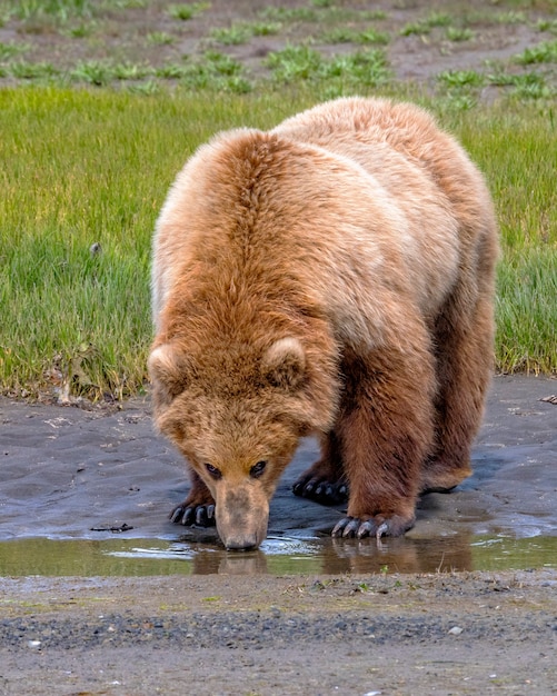 Photo ours brun de la péninsule de l'alaska ou ours brun côtier buvant dans un ruisseau