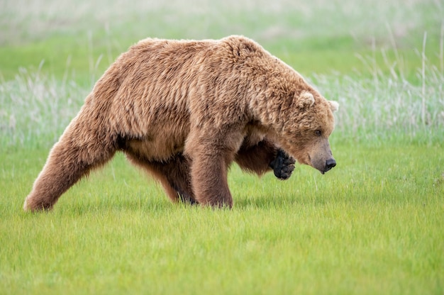 Ours brun de la péninsule de l'Alaska ou ours brun côtier