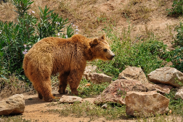 Ours brun à pied