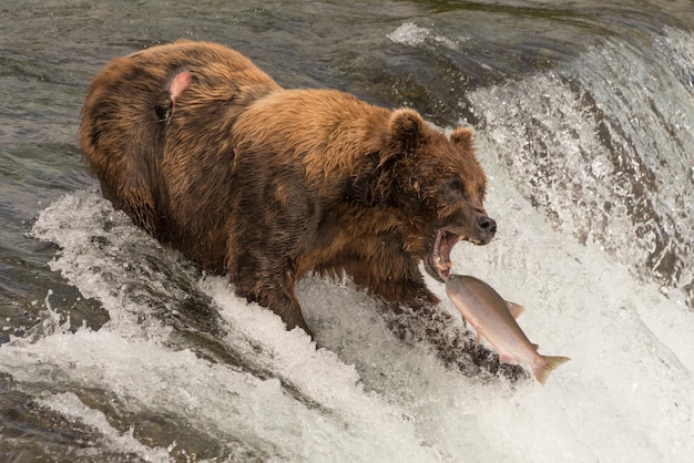 Un ours brun qui attrape du saumon rouge
