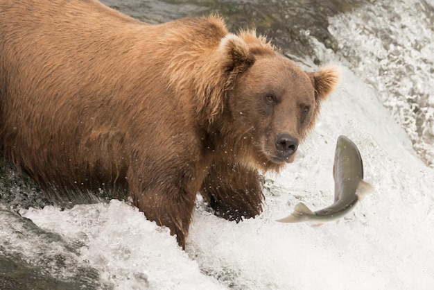 L'ours brun regarde le saumon rouge