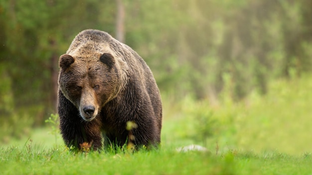 Ours brun rugueux mâle s'approchant sur le pré avec de l'herbe verte de la vue de face