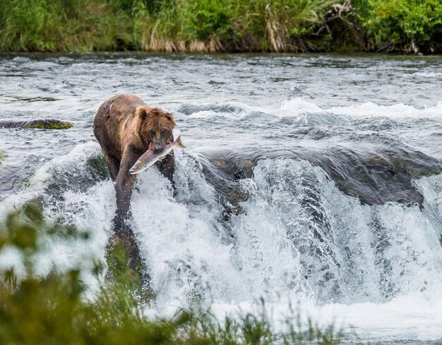 Ours brun avec un saumon dans sa bouche