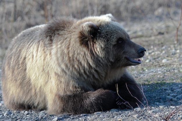 L'ours brun sauvage se trouve sur des pierres et regarde autour