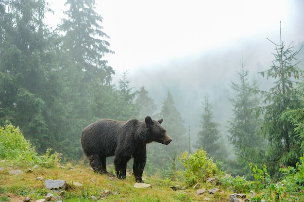 Ours brun sauvage (Ursus arctos) dans la forêt. Animal sauvage .