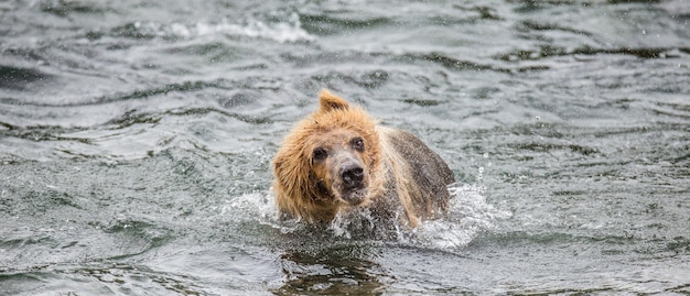 L'ours brun secoue l'eau entouré d'éclaboussures. ETATS-UNIS. Alaska. Parc national de Katmai.