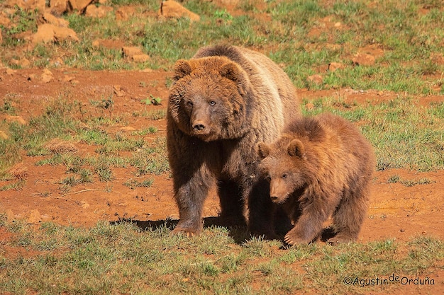 Ours brun Ursus arctos arctos C'est une sous-espèce de l'ours brun typique de l'Europe