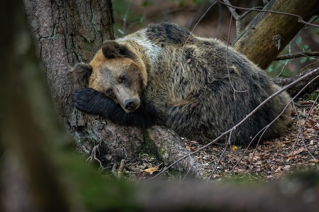 Ours brun vulnérable se trouvant près de l'arbre en automne
