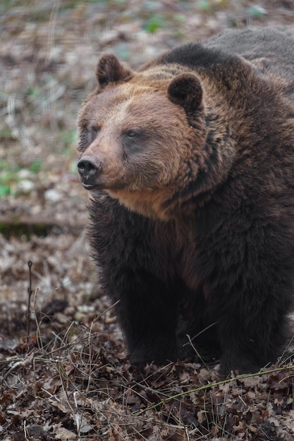 l&#39;ours brun