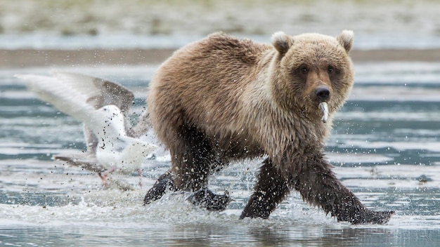 Ours dans les eaux peu profondes