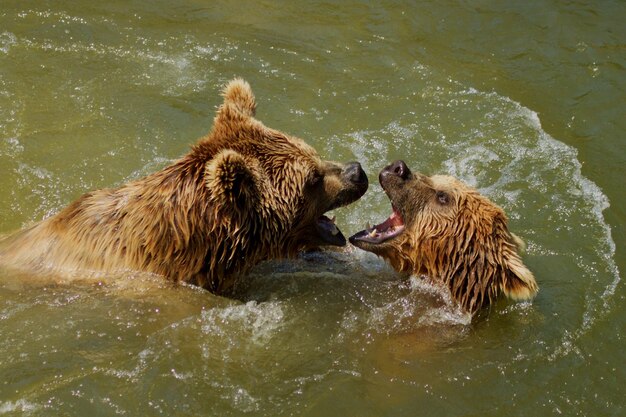 Photo des ours dans un lac.