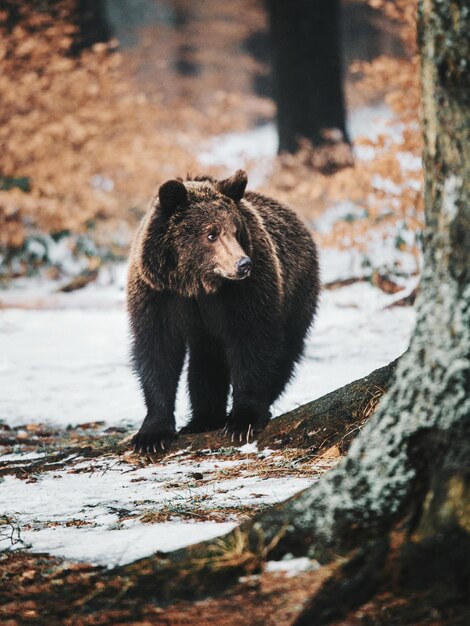 Photo un ours debout sur un champ enneigé dans la forêt