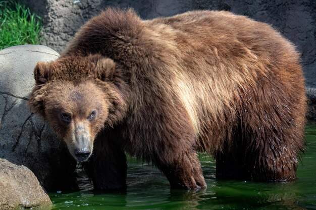 Ours du Kamtchatka dans l'eau Ursus arctos beringianus