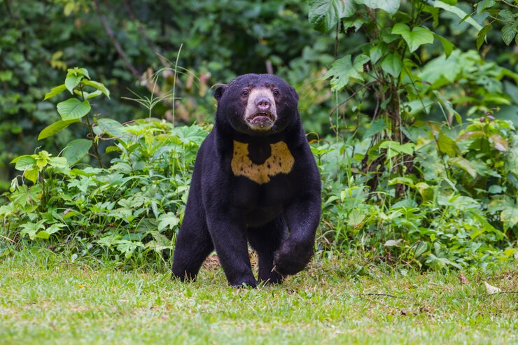Ours du soleil de Malaisie, ours de miel (Ursus malayanus)