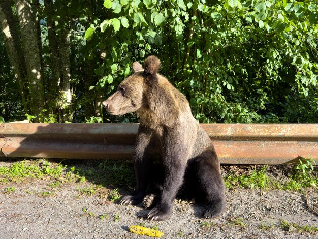 L'ours est sorti de la forêt au bord de la route.