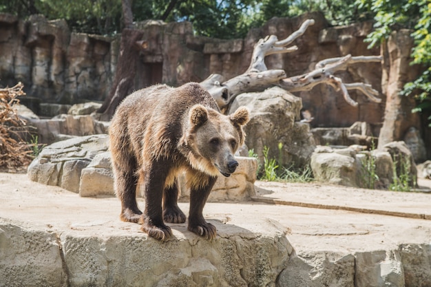 Ours européen mignon sur des pierres en attente de nourriture