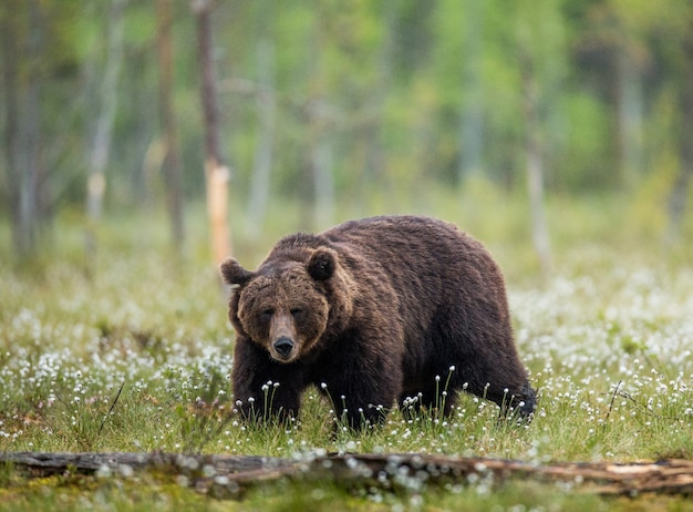 Un ours sur le fond de la forêt parmi les fleurs blanches