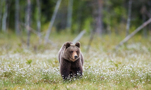 Un ours sur le fond de la forêt parmi les fleurs blanches