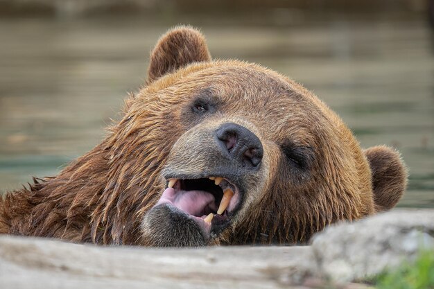 Photo un ours grizzli adulte vous regarde pendant que vous prenez une photo par une journée ensoleillée.