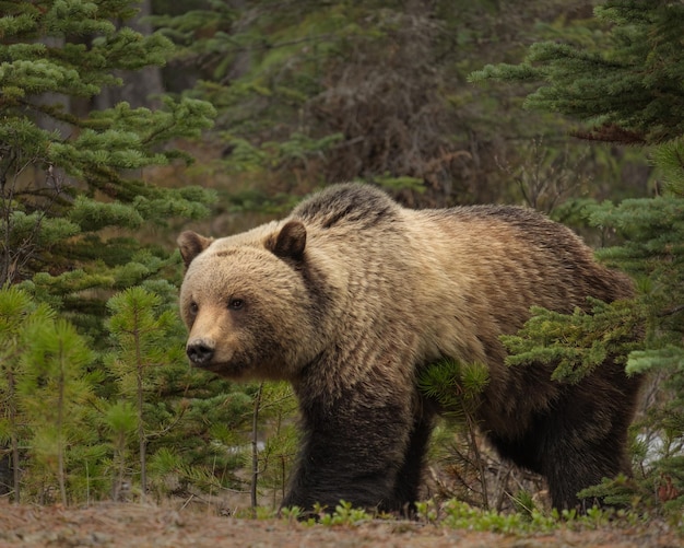 Photo l'ours grizzli dans la forêt