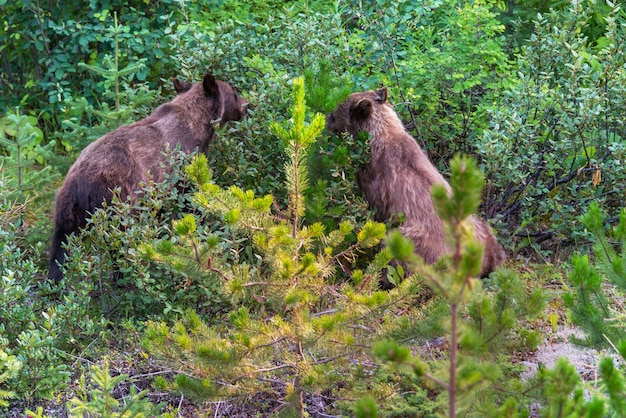 Ours grizzli dans les montagnes enneigées d'automne, Canada