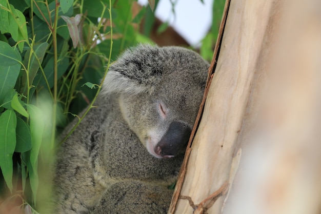 Ours Koala Dormir sur l&#39;arbre.