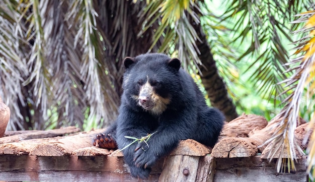 Ours à lunettes Tremarctos ornatus en mise au point sélective et flou de profondeur